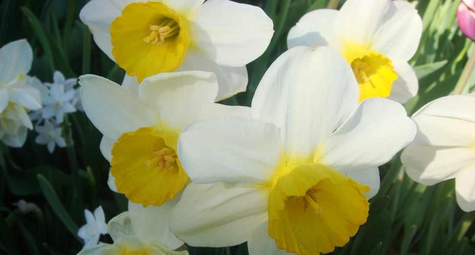 Wolfestone Celebrates Saint David's Day saint david's day