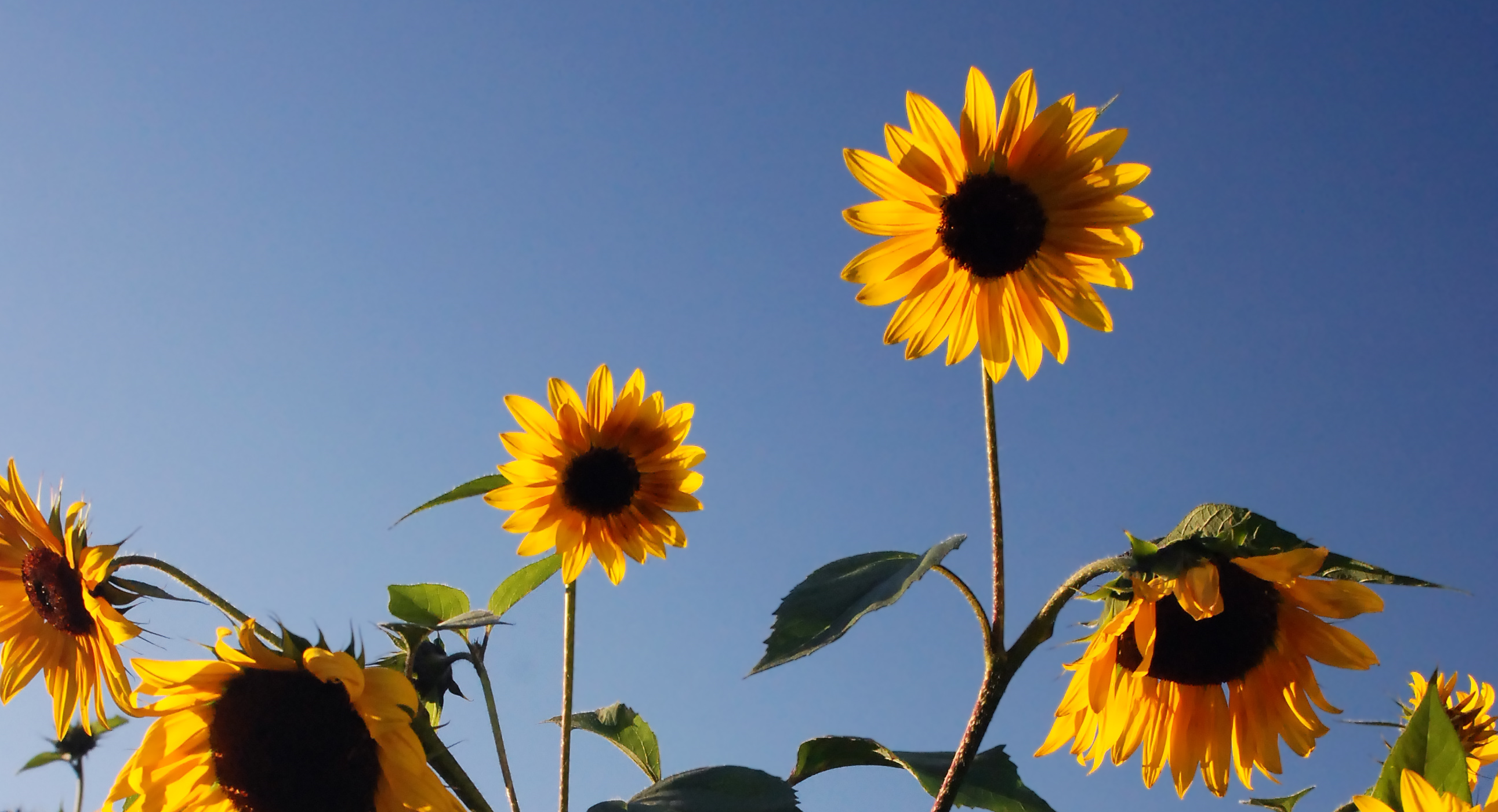 sunflowers on happiness day