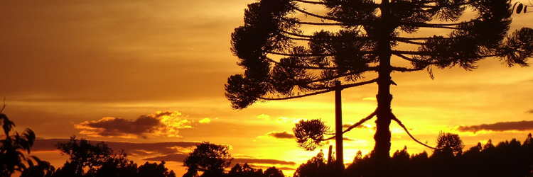 Araucaria - Brazilian Market