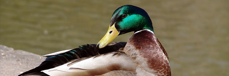 Duck - French Translation