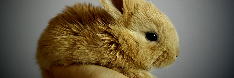 Rabbit - French Translation