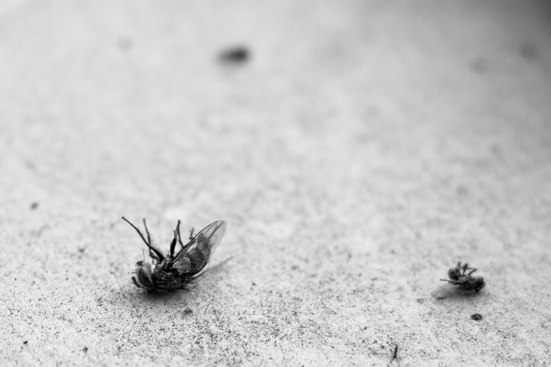 Dead flies to illustrate a Czech weather idiom about falling flies in heat.