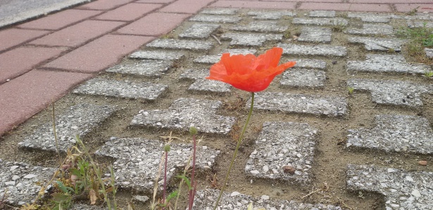 A red flower blooming through the cracks shows how resilience has lead ego to become a top international exporter.